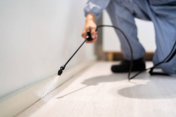 Licensed Wasp Removal service in Privateer, SC - Show Me Pest Control
